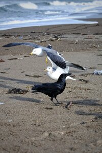 Wave sea gull seagull