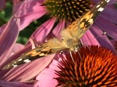 Lady butterfly photo