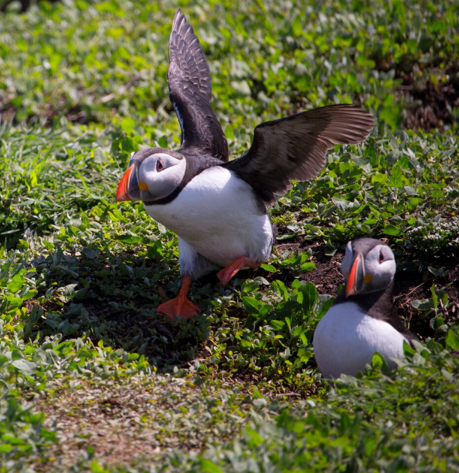 Nest hole farne farne islands