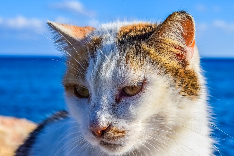 Eyes animal portrait