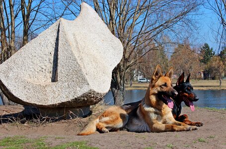 Doberman dogs lakeside