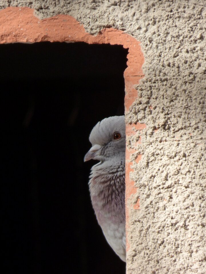 Spy hidden bird palomar