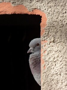 Spy hidden bird palomar