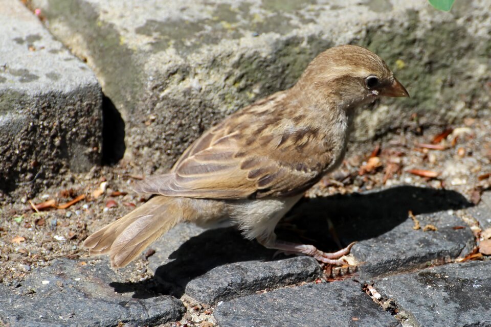 Bird foraging animal