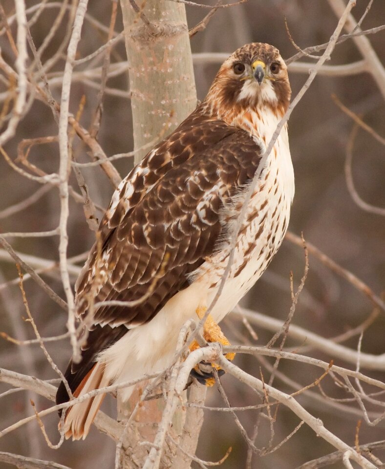 Raptor nature animal