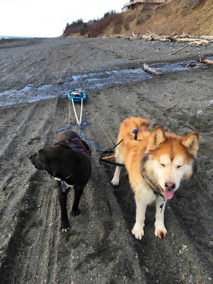 Canine sled sledding
