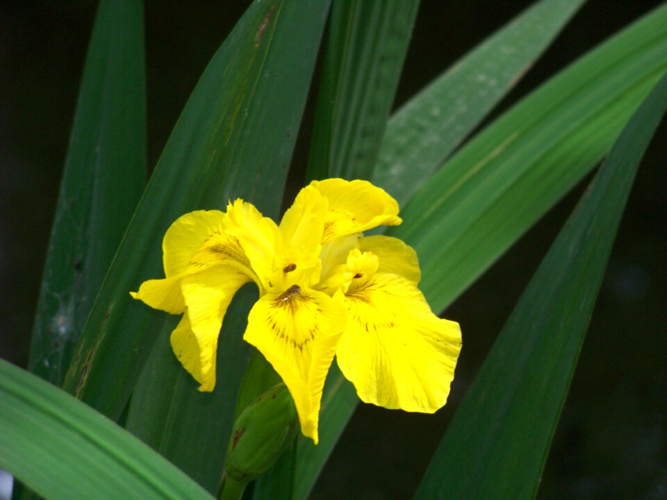 Nature floral yellow