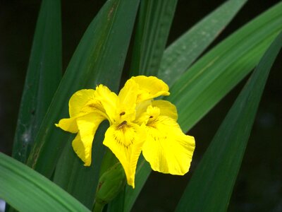 Nature floral yellow