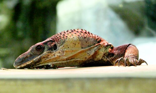 Monitor lizard animal