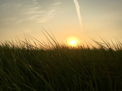 Field sunrise grass