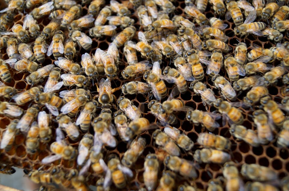 Closeup insect beehive