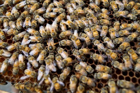 Closeup insect beehive