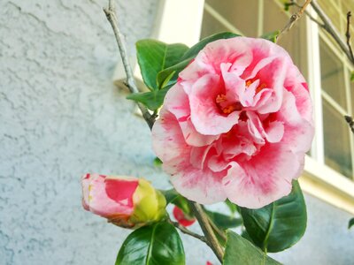Carnations pink ornamental trees photo