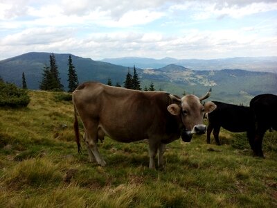 Mountains graze pasture photo