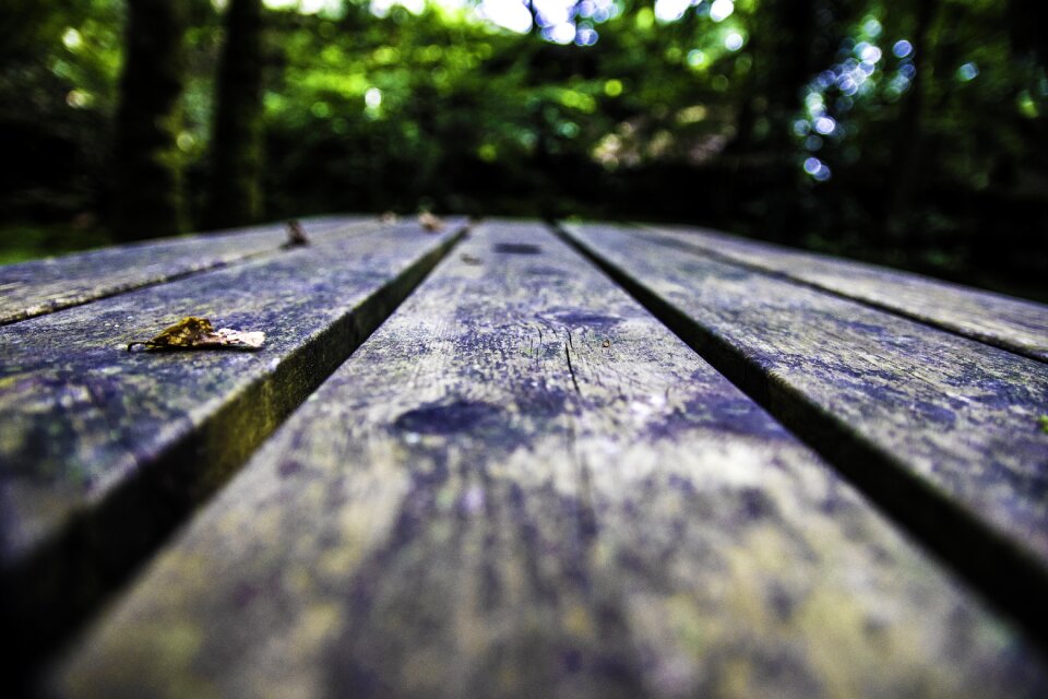 Wood close forest