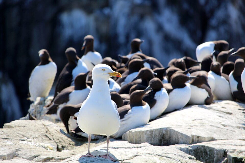 Farne islands farne cliff