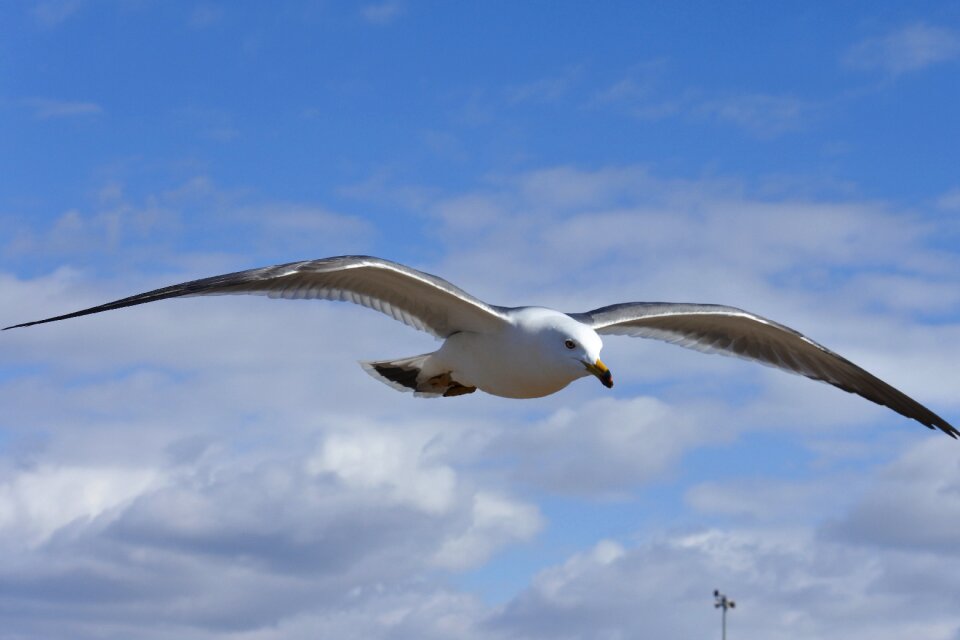 Sea gull seagull seabird
