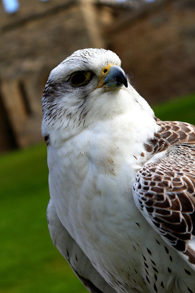 Wing animal nature