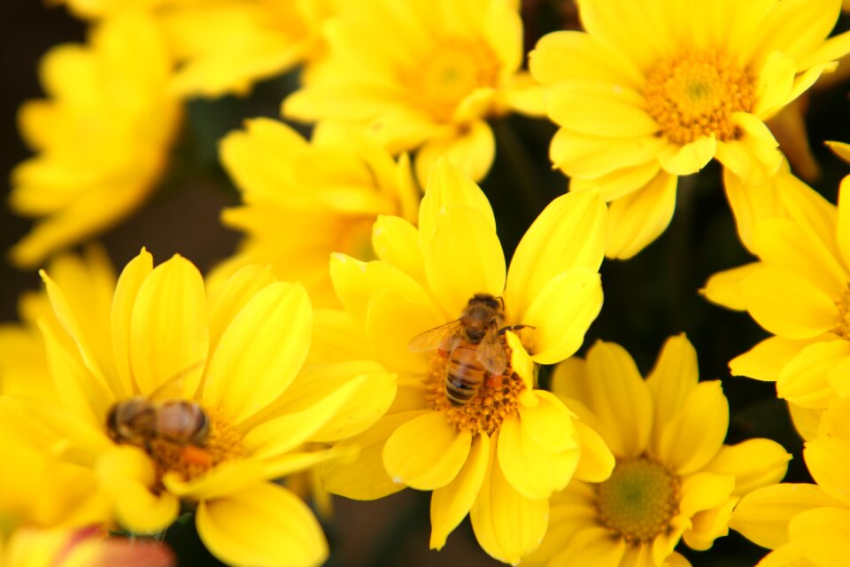 Chrysanthemum flowers flower garden