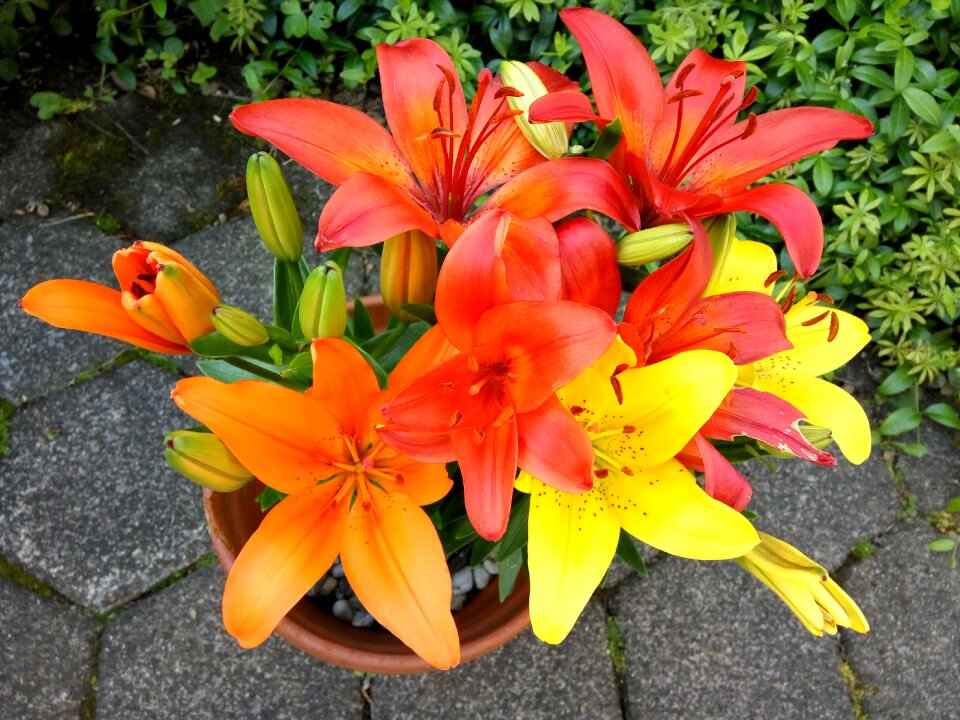 Yellow orange flowerpot