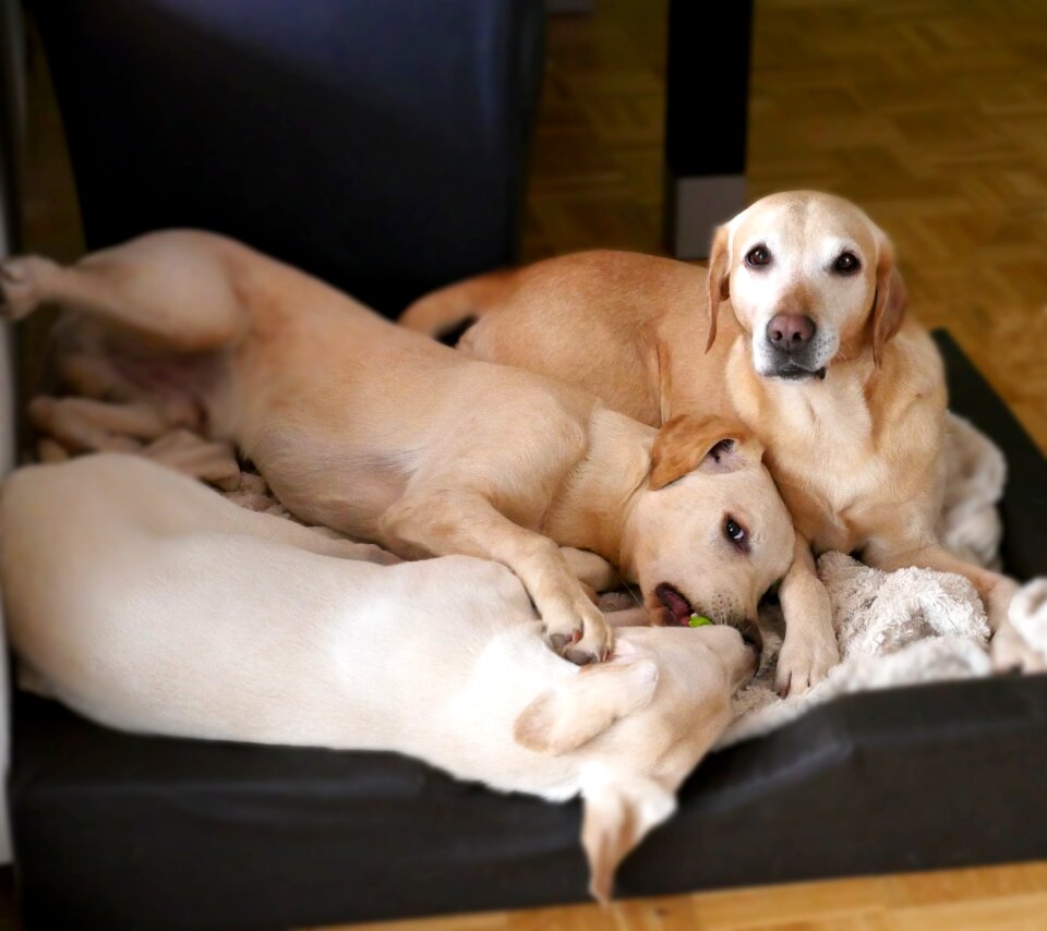 Young dog dog plays pet