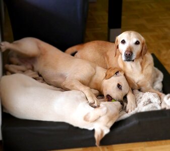 Young dog dog plays pet photo