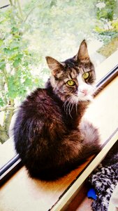 Skogkatt mercutio