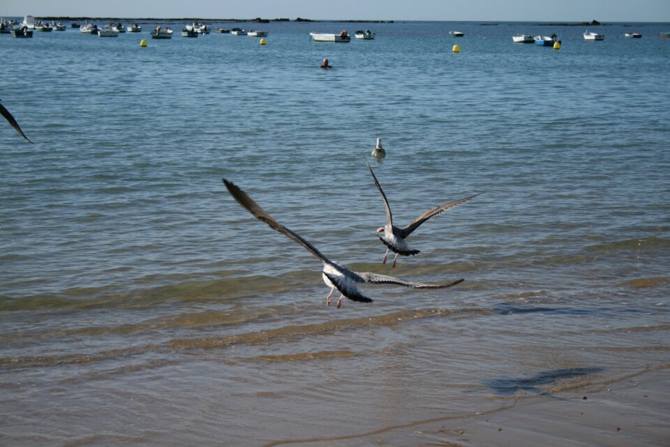 Freedom seagulls sea
