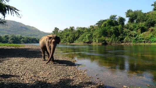 Thailand farm proboscidea