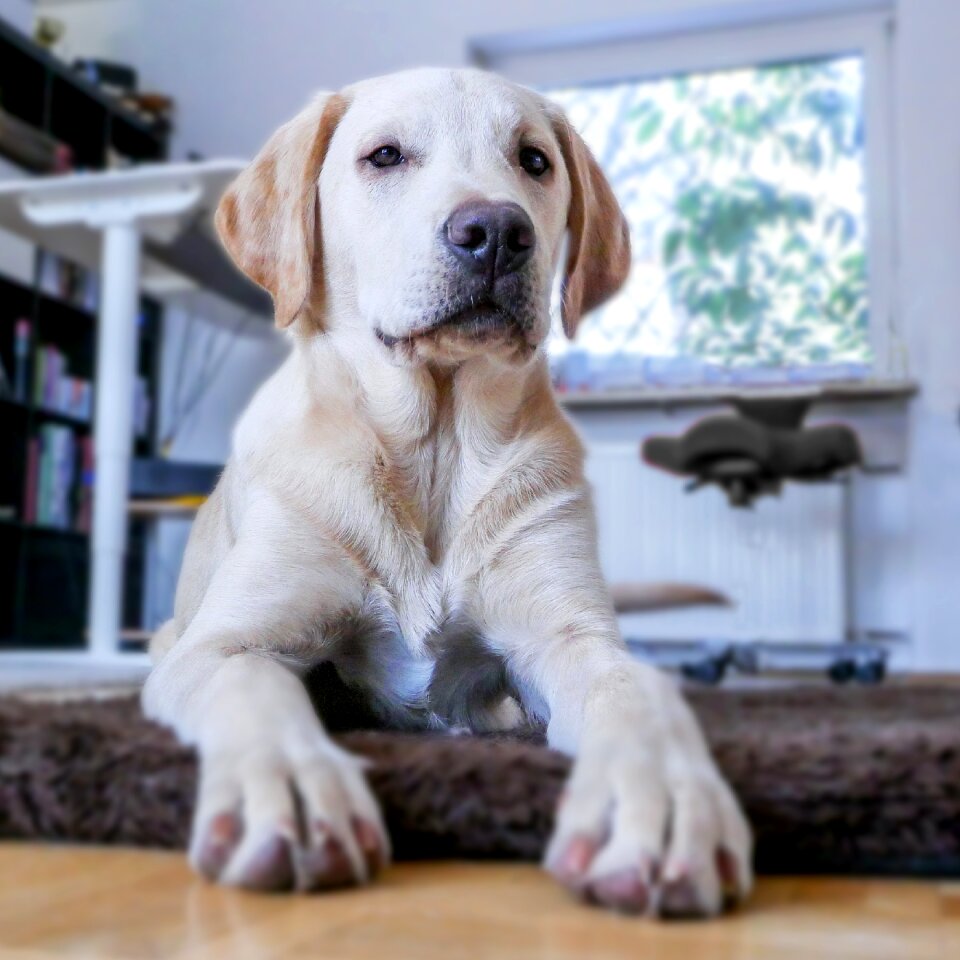 Pet young dog blond