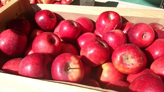 Fruit orchard garden