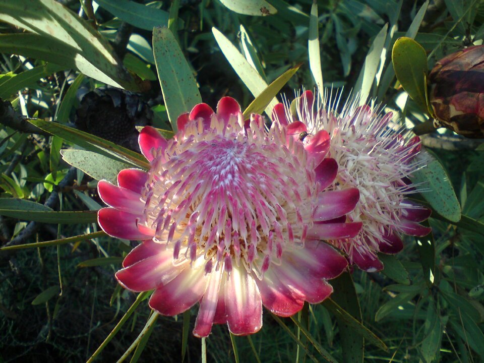 Flower blossom