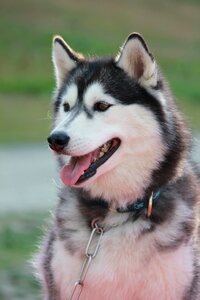 Siberian husky nature
