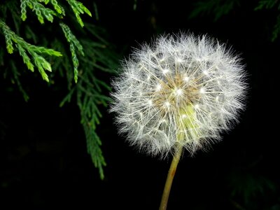 Blowball plant seed photo