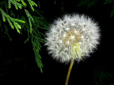 Blowball plant seed