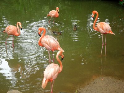 Animal world lake animal