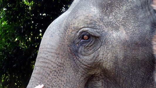 Thailand farm proboscidea