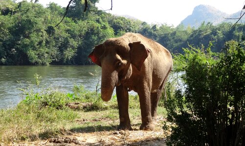 Thailand farm proboscidea
