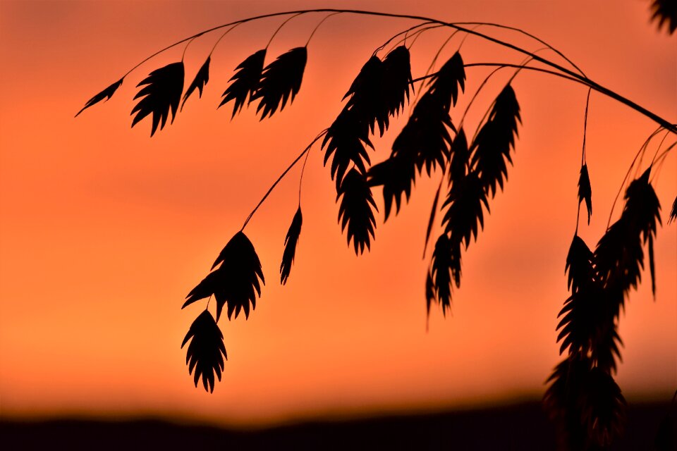 Background sun nature