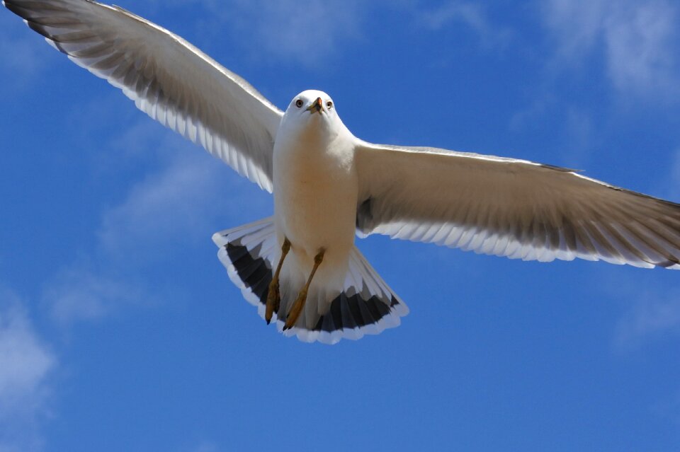 Sea gull seagull seabird