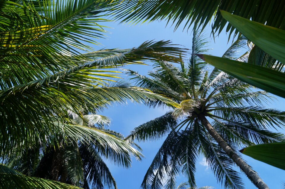 Summer tropical plants nature