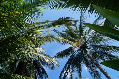 Summer tropical plants nature