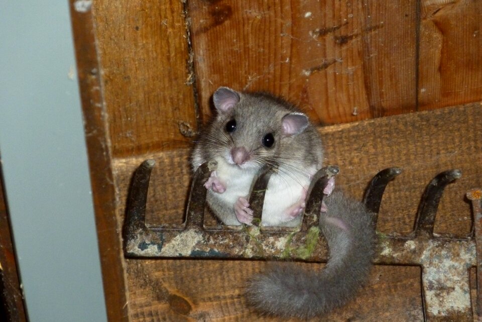 Edible dormouse garden rodent