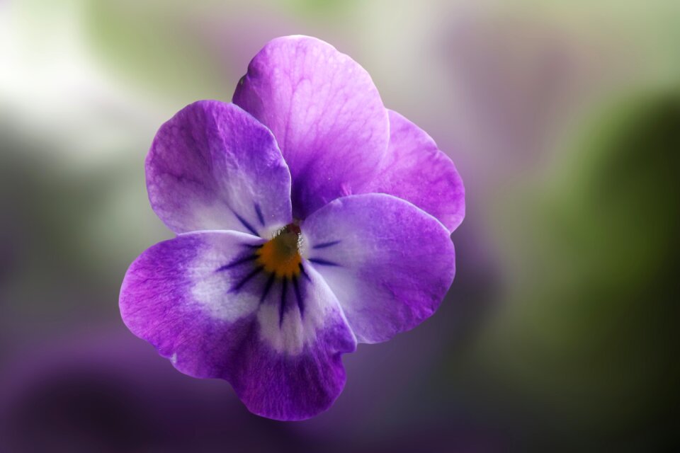 Bloom pansy spring