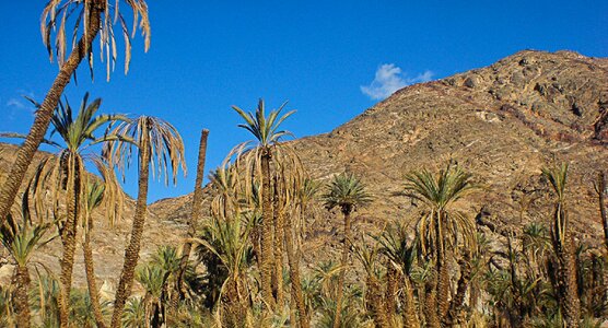 Desert stone desert garden photo