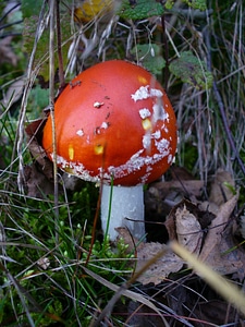 Forest red point