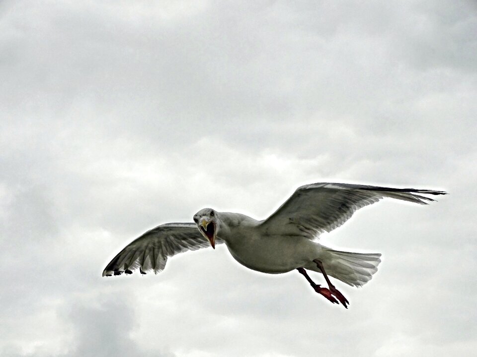 Bird in flight sky