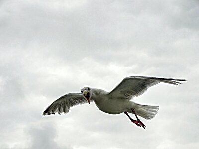 Bird in flight sky