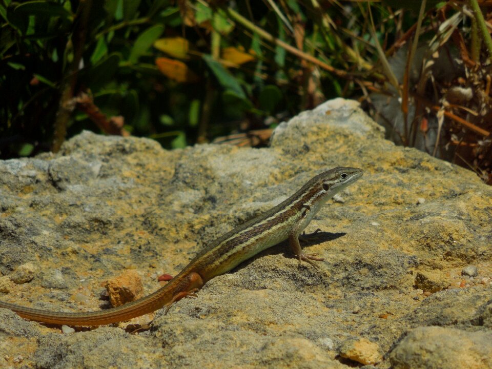Portugal algarve reptile