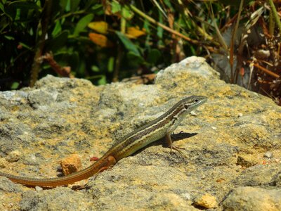 Portugal algarve reptile